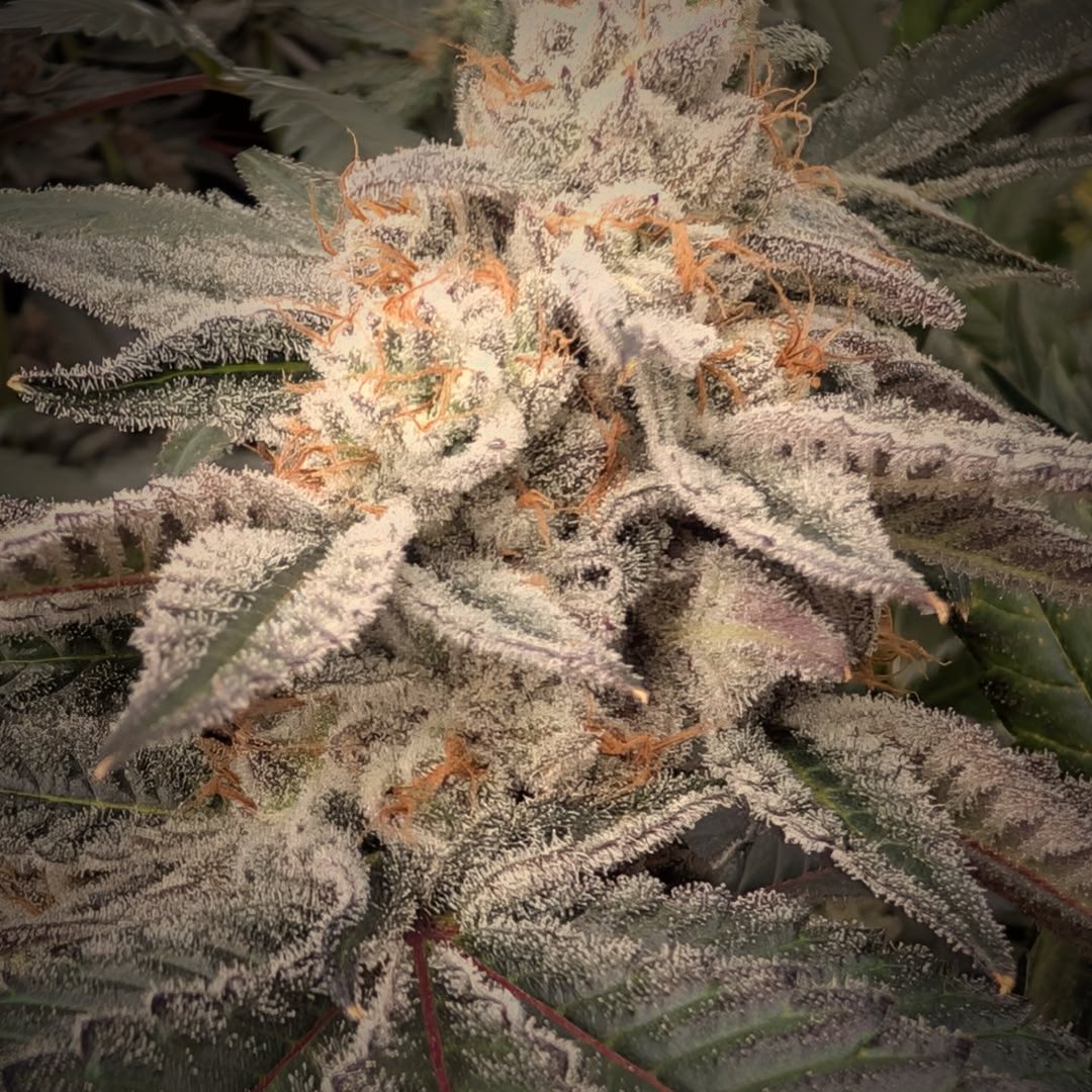 Living-soil cannabis in flower