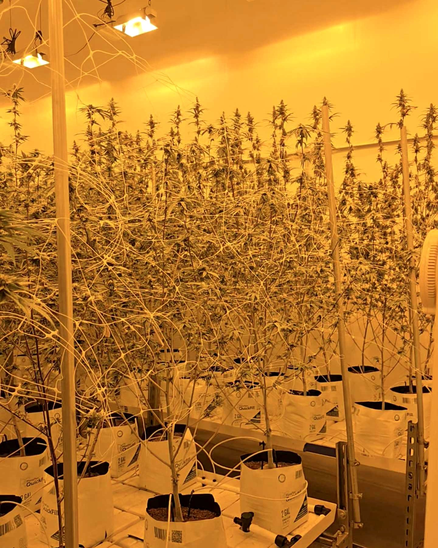 Their flower room — tall plants under the lights