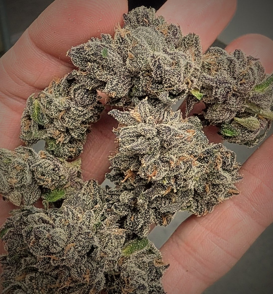 Frosty frozen-fresh flower