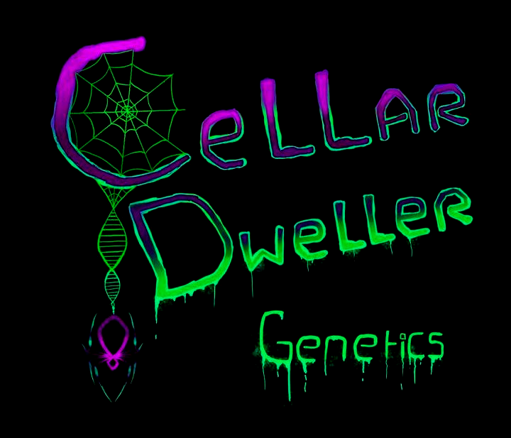 Cellar Dweller Genetics logo — a spiderweb strung in the C, the spider hanging from a DNA-helix thread